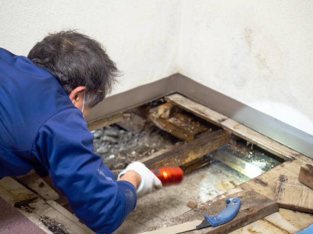 Best Commercial Mold Removal  in Hanapepe, HI