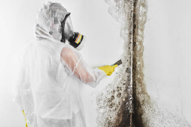 Best Mold Removal Company Near Me  in Hanapepe, HI