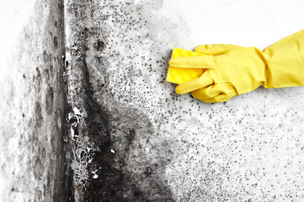 Best Toxic Mold Removal  in Hanapepe, HI