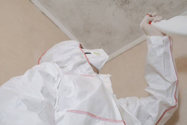 Best Fast Mold Removal  in Hanapepe, HI