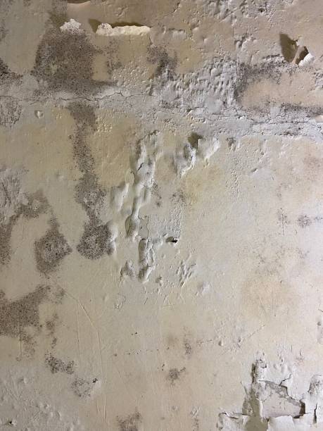 Best Mold Cleaning Services  in Hanapepe, HI