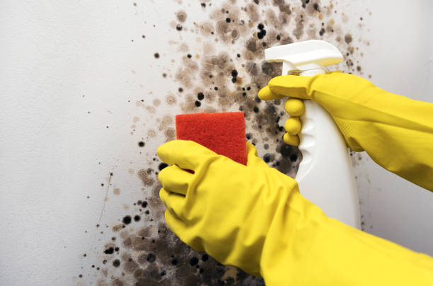 Trusted Hanapepe, HI Mold Removal Experts