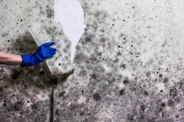 Best Mold Removal Process  in Hanapepe, HI