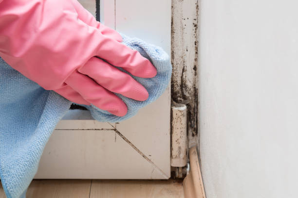 Mold Removal Process in Hanapepe, HI